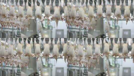 生鸡肉加工流水生产线肉食鸡肉类食高清在线视频素材下载