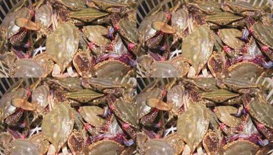 秋天鲜肥的海蟹梭子蟹高清在线视频素材下载