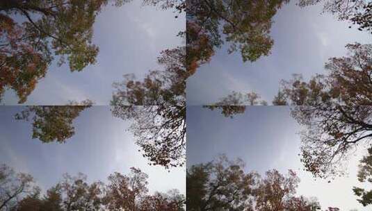 树叶间的天空高清在线视频素材下载