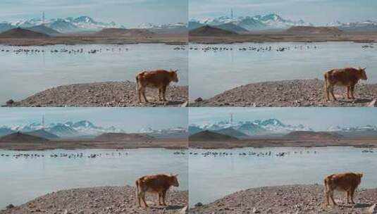西藏旅游风光喜马拉雅珠穆朗玛峰犊牛高清在线视频素材下载