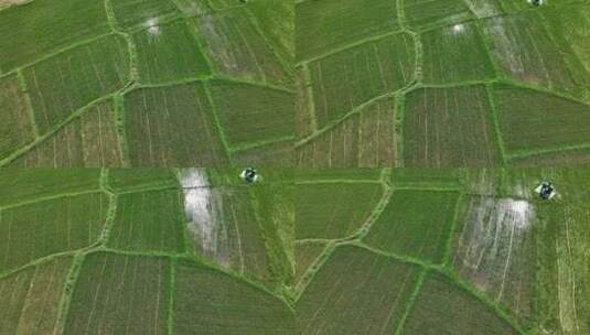 农业区绿色稻田的鸟瞰图高清在线视频素材下载