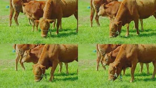 黄牛吃草高清在线视频素材下载