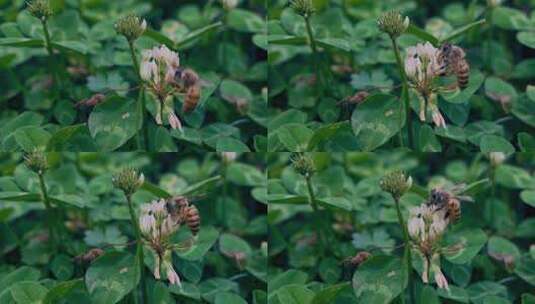 花丛蜜蜂采蜜高清在线视频素材下载