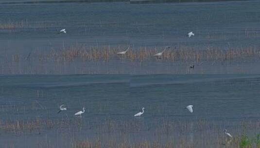 绿色生态 湿地 白鹭飞翔高清在线视频素材下载