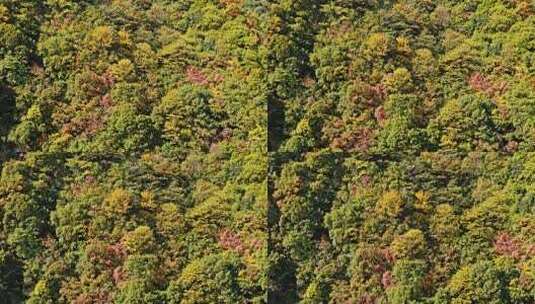 陕西秦岭太平森林公园秋景高清在线视频素材下载