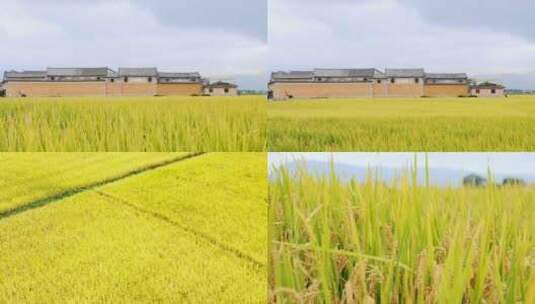 金黄色的稻田高清在线视频素材下载