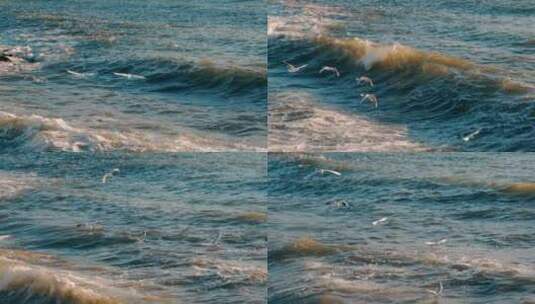 海鸥飞过海浪高清在线视频素材下载