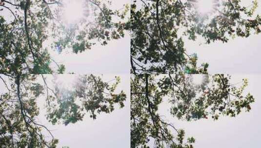 4K拍摄正午的阳光透过茂密的树枝高清在线视频素材下载