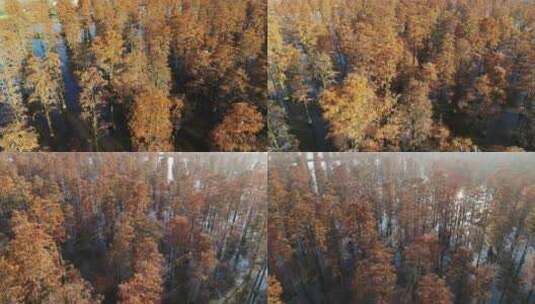 湖北涨渡湖秋天湿地树木白鹭航拍高清在线视频素材下载