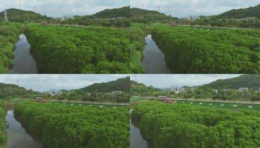 红树林湿地 海边红树林 候鸟 栖息地航拍高清在线视频素材下载