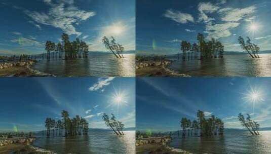 水中的树 大理洱海中的树高清在线视频素材下载