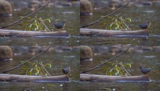 小鸟在一根木头上四处走动高清在线视频素材下载