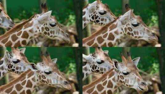 动物园内的长颈鹿高清在线视频素材下载