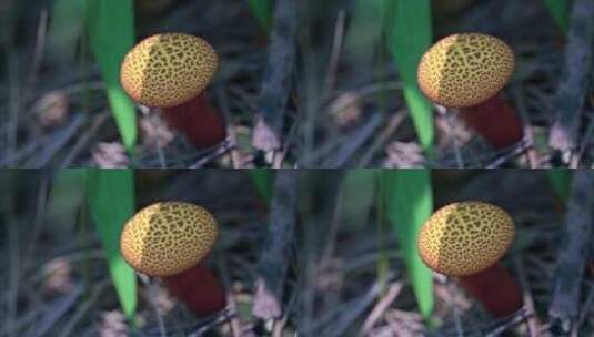 夏日微距昆虫植物拍摄高清在线视频素材下载