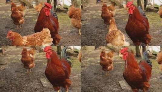 养殖场地养鸡场鸡群走动动物姿态高清在线视频素材下载