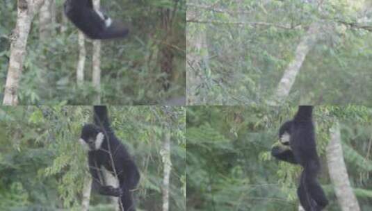 云南W普洱野外的白颊长臂猿高清在线视频素材下载