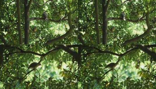 斑鸠 生态自然 鸟  公园高清在线视频素材下载