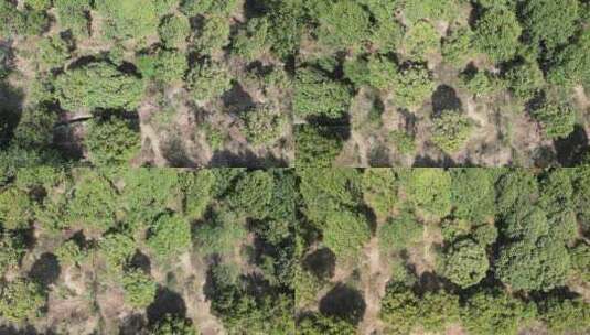 农业种植茶树航拍高清在线视频素材下载