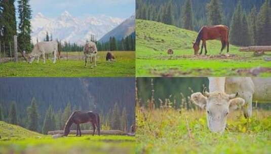 新疆夏塔雪山牛马吃草森林野生动物生态高清在线视频素材下载