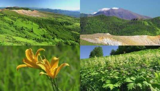 徒步山顶风光自然环境鸟语花香蜜蜂采蜜鲜花高清在线视频素材下载