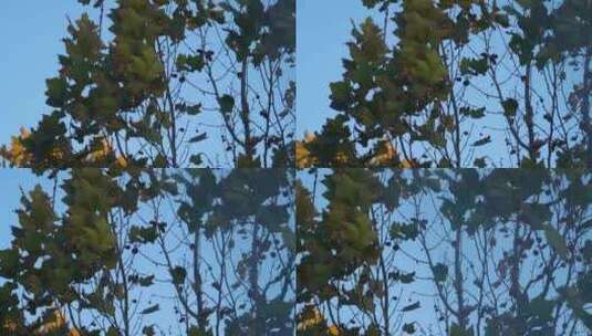 梧桐树 梧桐叶 植物 树木 绿色高清在线视频素材下载
