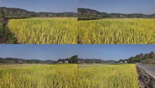 冬天郴州西河风光带金黄色的稻谷稻田高清在线视频素材下载