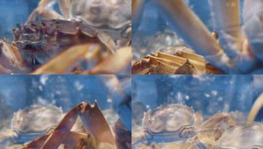 超市海鲜区海蟹螃蟹2高清在线视频素材下载