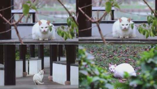 白色可爱的小猫咪高清在线视频素材下载