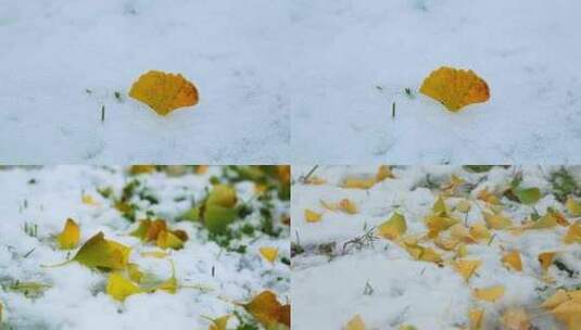 大雪下满地的银杏叶高清在线视频素材下载