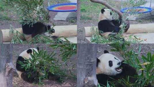 可爱的大熊猫吃竹子视频合集高清在线视频素材下载