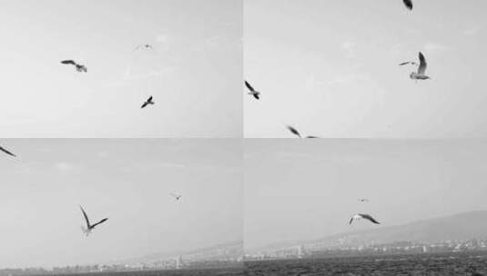 海鸥在天空飞翔高清在线视频素材下载