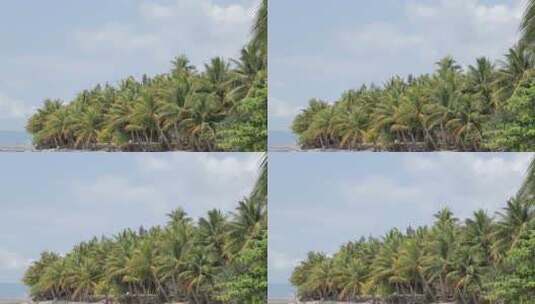 海边成排的椰子树随风飘荡高清在线视频素材下载