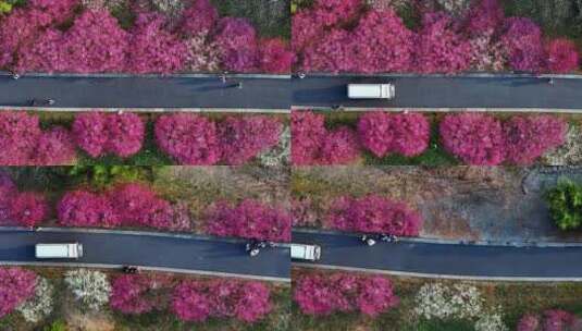汽车穿梭在开满鲜花的道路上开往春天的列车高清在线视频素材下载