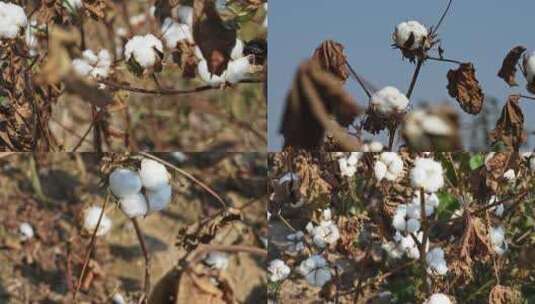 棉花实拍素材高清在线视频素材下载