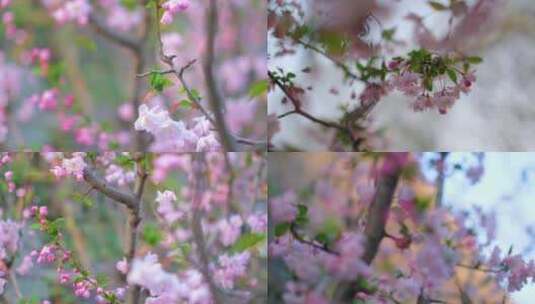 春天花朵樱花绽放植物风景视频素材高清在线视频素材下载