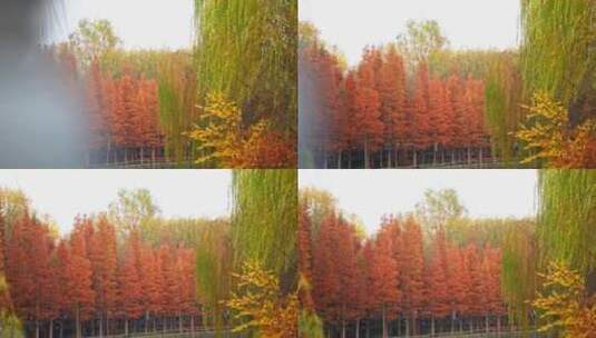 秋天的水杉公园实拍高清在线视频素材下载