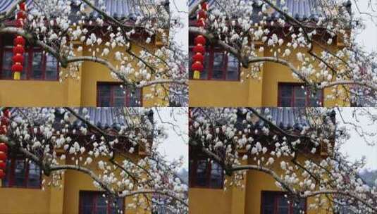 杭州法喜寺500年白玉兰盛放高清在线视频素材下载