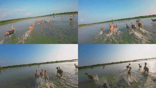 FPV实拍在海边湿地奔跑的麋鹿群高清在线视频素材下载