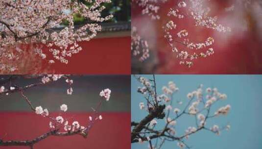 春天樱花红墙花朵高清在线视频素材下载