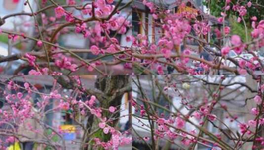 杭州植物园灵峰探梅梅花开了风景视频素材高清在线视频素材下载
