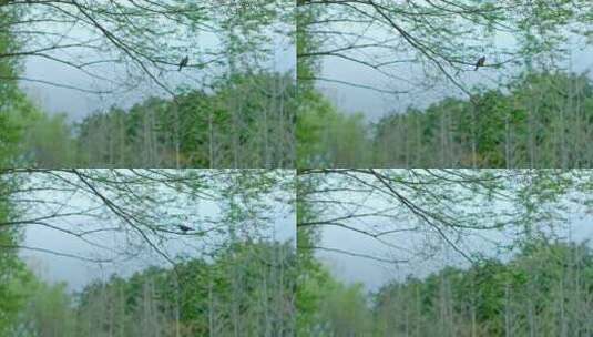 适合开场的清晨森林里的鸟斑鸠高清在线视频素材下载