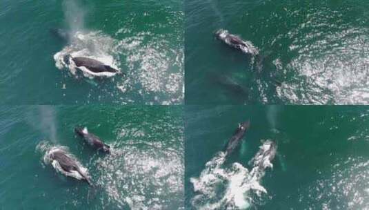 4K-海面上游泳的鲸鱼02高清在线视频素材下载