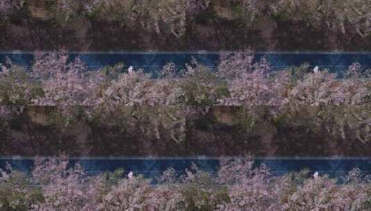 杭州市滨江区最美樱花跑道高清在线视频素材下载