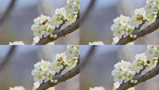 春天阳光下盛开的白色梨花蜜蜂采蜜高清在线视频素材下载