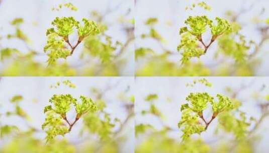 春天阳光下绿色发芽的五角枫树枝叶花苞特写高清在线视频素材下载