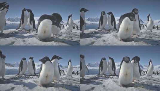 南极阿德利企鹅情侣戏特写高清在线视频素材下载