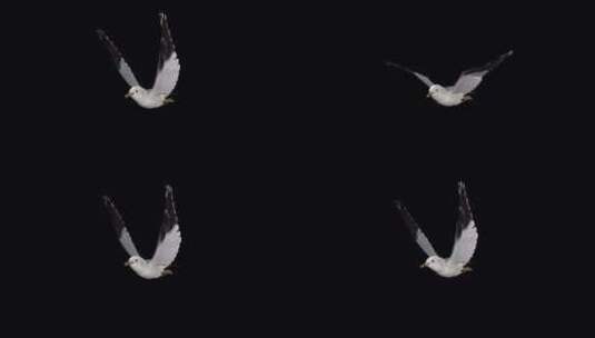 北美海鸥鸟-飞行环-前侧角度视图CU-A高清在线视频素材下载