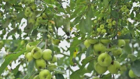 花红果、沙果、小苹果高清在线视频素材下载