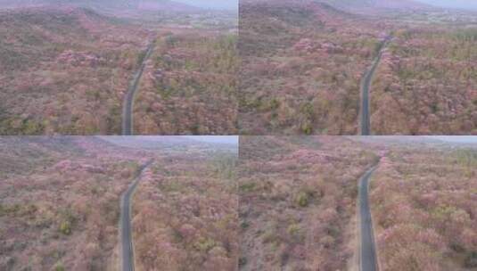 道路穿过五颜六色的开花和盛开的森林高清在线视频素材下载