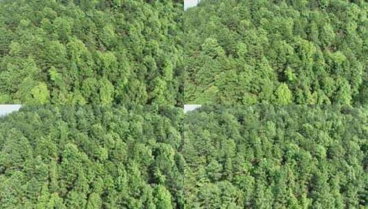 俯拍森林俯拍树林俯视山峰树木绿色生态环境高清在线视频素材下载